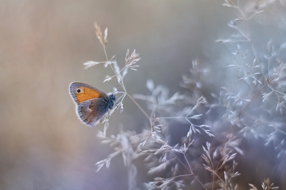 agnez - Zimowym chłodem powiało.... Pentacon  PE. Zdjęcie 151635