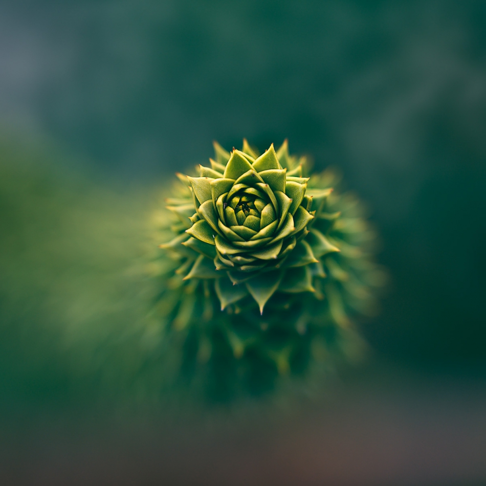 RSPhotoCapture - . . Zdjęcie 283689