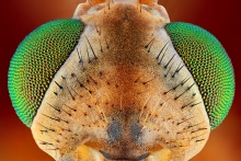Komarnica.