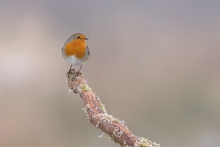 Robin