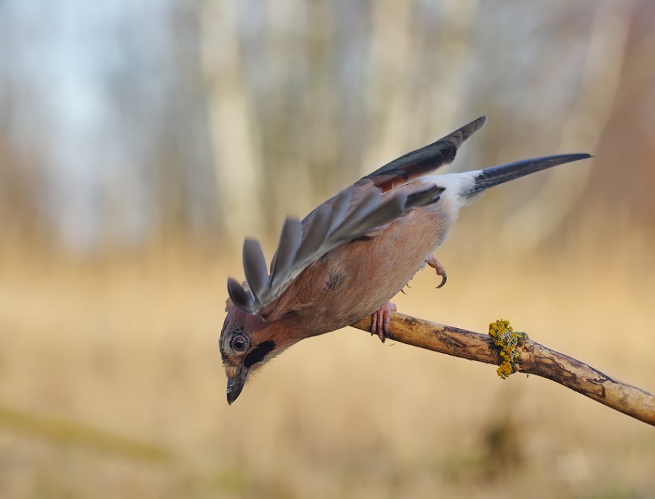 przyb - . . Zdjęcie 158330