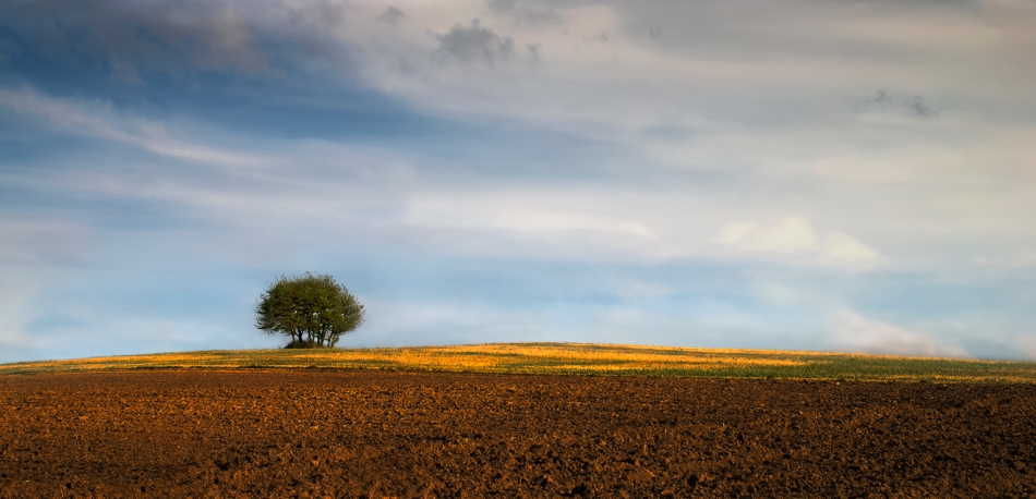 siwypz - drzewo. lepiej na PE. Zdjęcie 74060