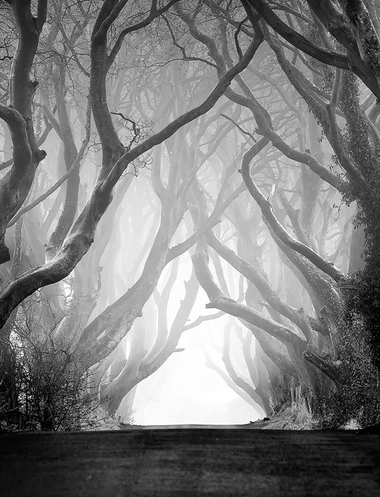 klarens - The Dark Hedges. W B&W do kolekcji :)  The Dark Hedges - Irlandia Północna. Zdjęcie 54921