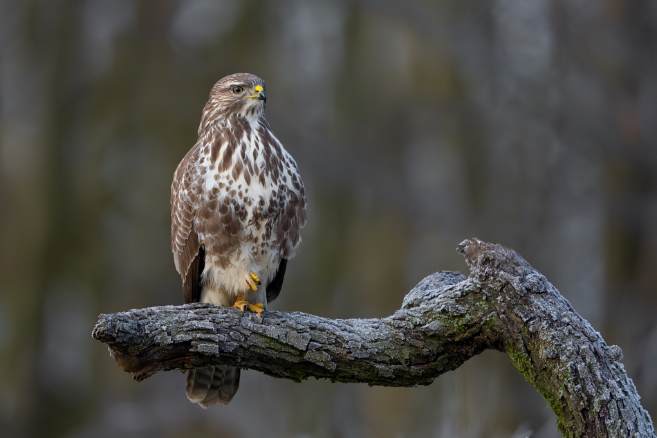 fotodam - Na warcie. Myszołów (buteo buteo) Common Buzzard . Zdjęcie 329284