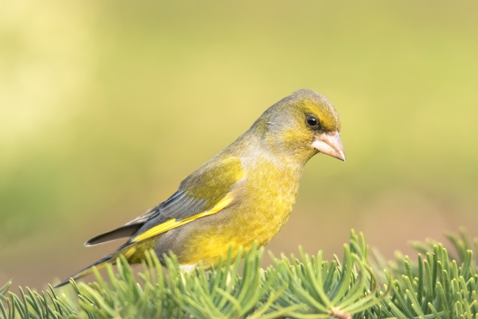 roman53 - . . Zdjęcie 288692