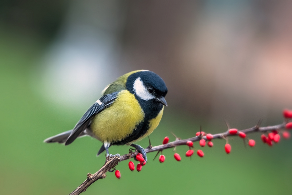 roman53 - . . Zdjęcie 287682