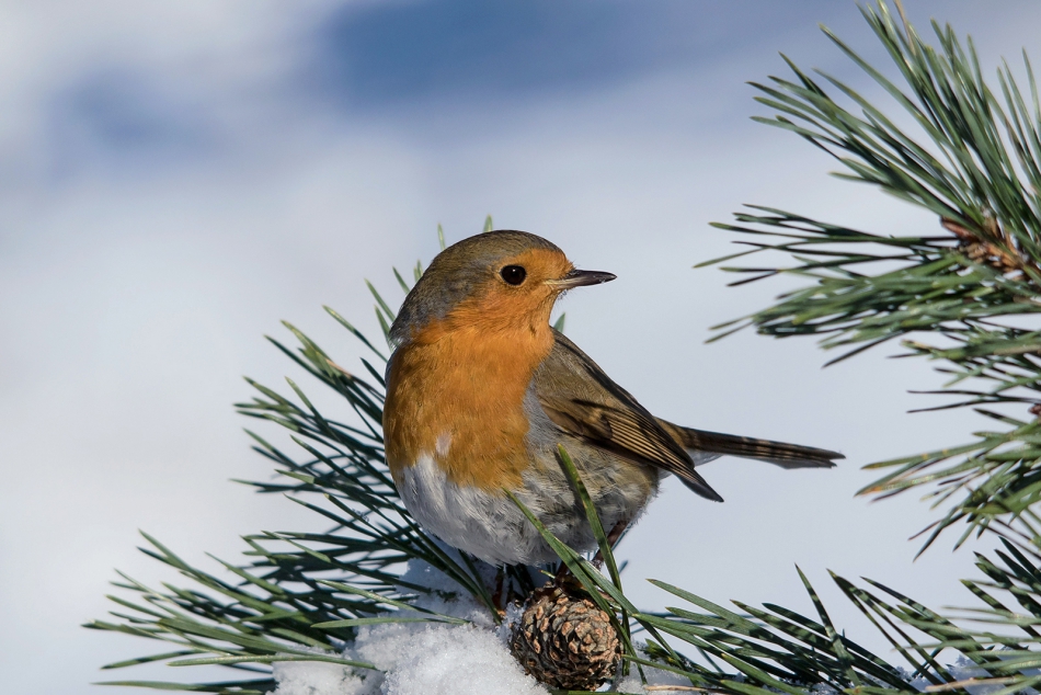 roman53 - . . Zdjęcie 293100