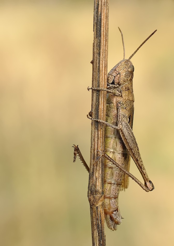 Konik polny (Chorthippus). PE. Zdjęcie 338421