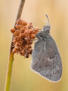 Coenonympha pamphilus