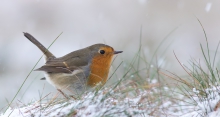 (Erithacus rubecula)