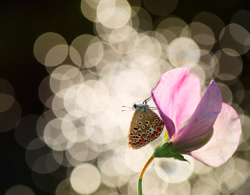 bluejeans - Zapach lata. . Zdjęcie 127146