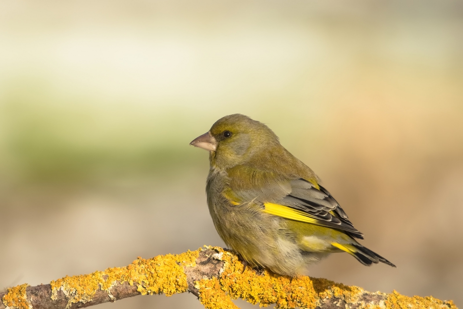 roman53 - . . Zdjęcie 288178