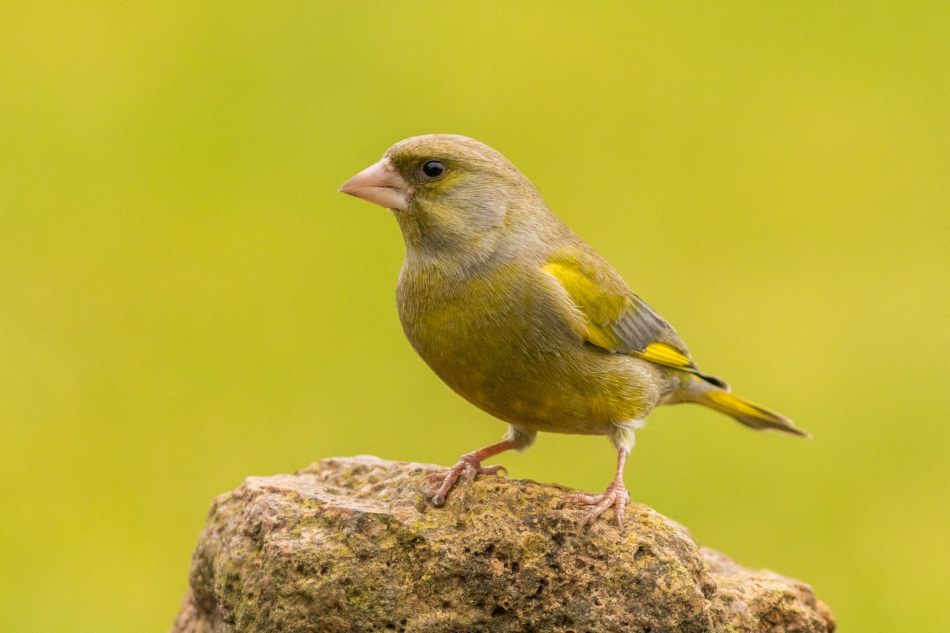 radson_foto - dzwoniec (Chloris chloris). . Zdjęcie 294932