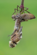 Metamorfoza 