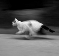 Speed