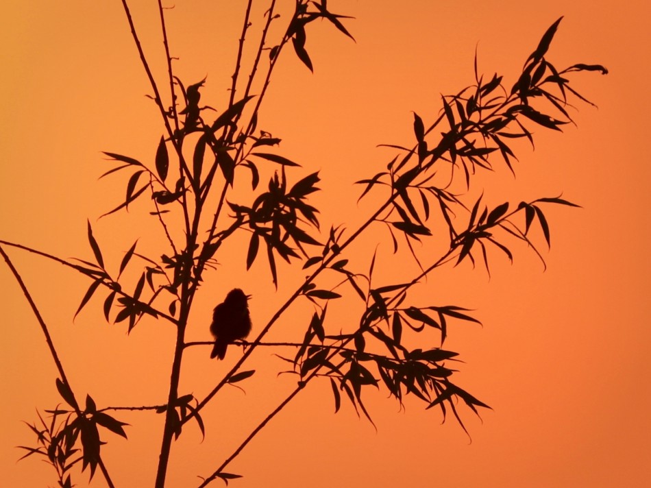Koncert na gałęzi. . Zdjęcie 338454