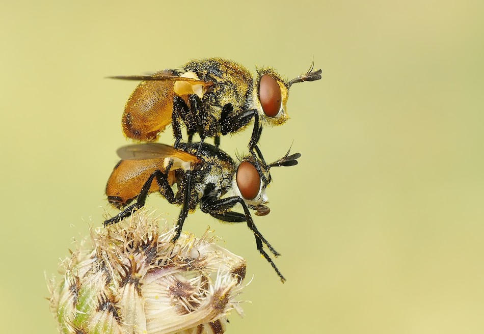 Bliskość owadów na kwiatku - Makrofotografia. PE. Zdjęcie 339059