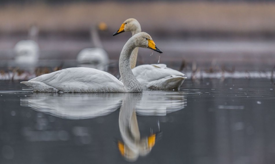 Łabędź krzykliwy. . Zdjęcie 339296