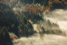 The Scent of Autumn II