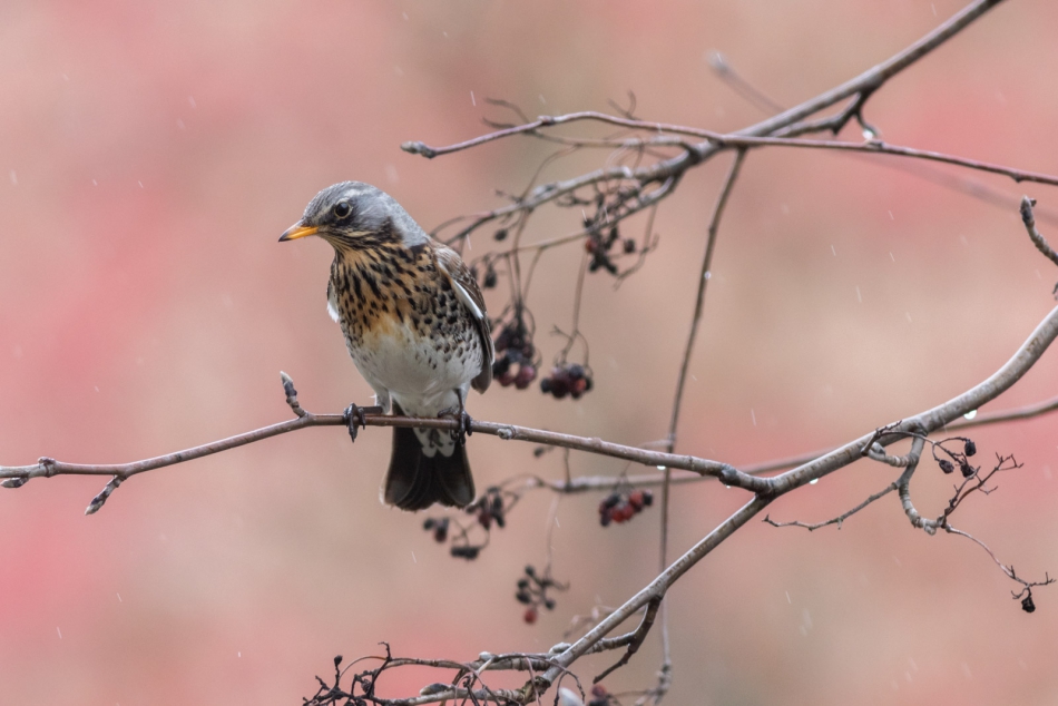 radson_foto - . . Zdjęcie 315972