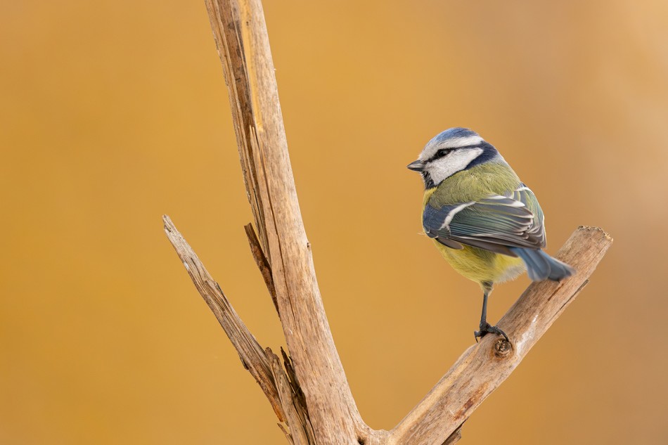 Sikorka modra.              . Zdjęcie 338375