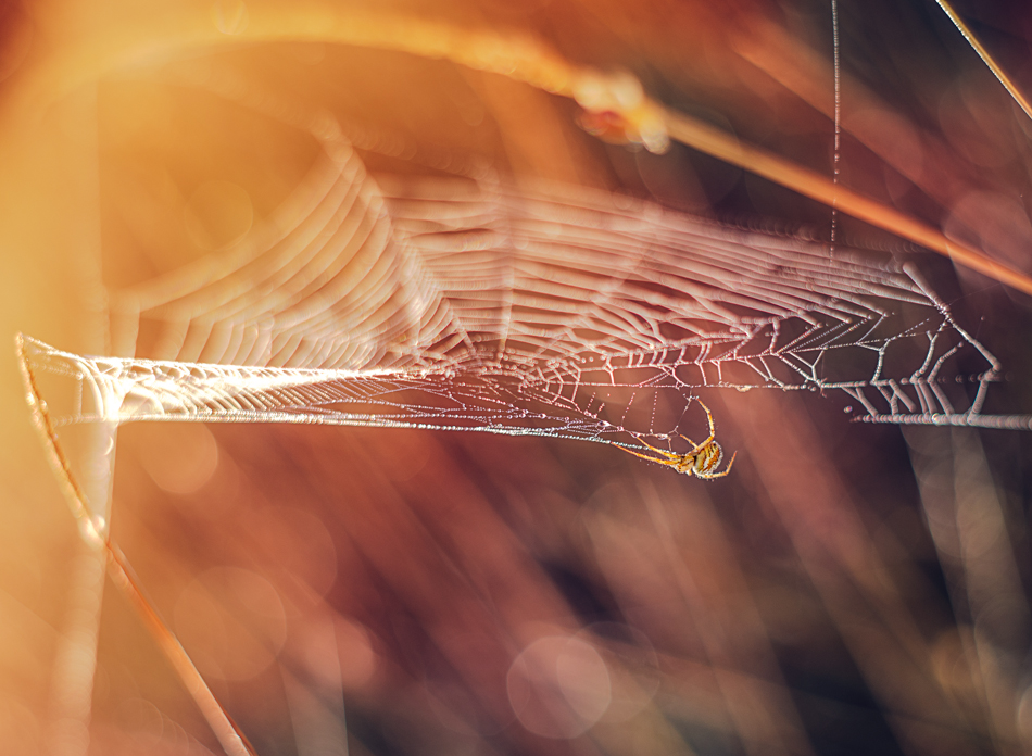 sensepl - Świt. . Zdjęcie 98785