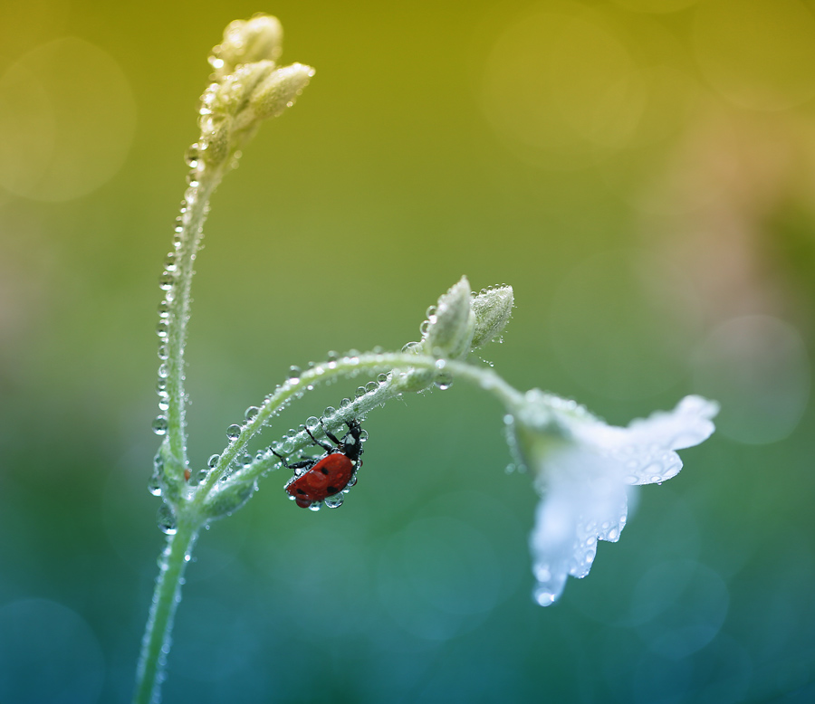 bluejeans - Zbieracz rosy. . Zdjęcie 93593