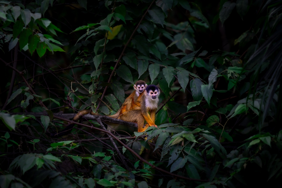 Lilen - Sajmiri rdzawogrzbieta. Sajmiri rdzawogrzbieta (Saimiri oerstedii) to najmniejsza rozmiarem i równocześnie zajmująca najmniejszy obszar występowania z 4 gatunków małp występujących w Kostaryce. . Zdjęcie 324188