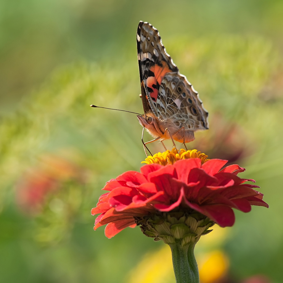 roman53 - . . Zdjęcie 292131