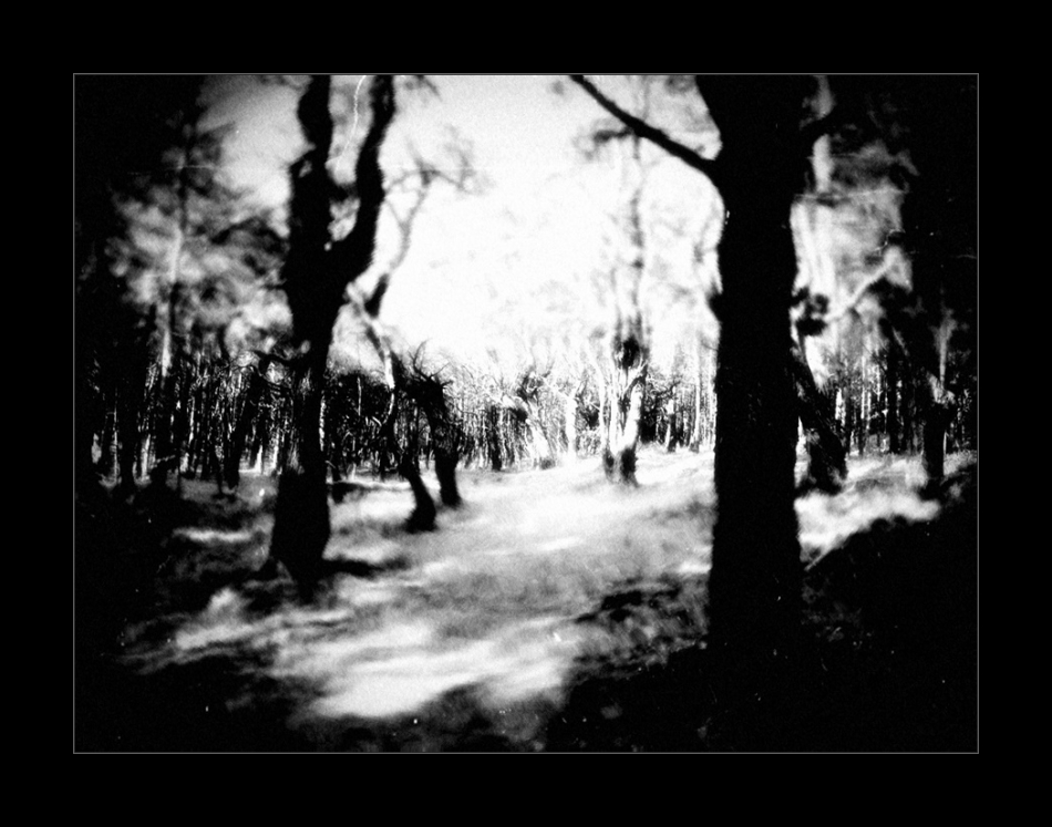 keytoo_ - Sea Of Trees. . Zdjęcie 334350