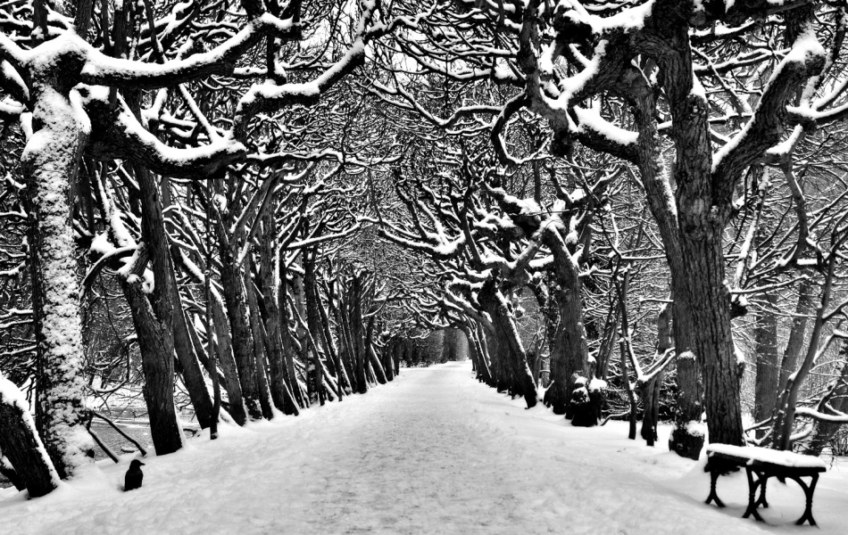 Park Oliwski. 1. Zdjęcie 337741