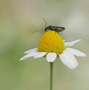 Zalęszczyca (Oedemera v...
