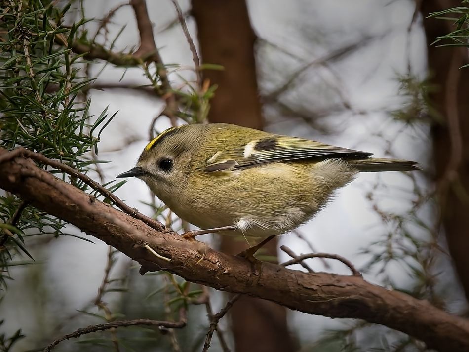 wojciech - mysikrólik. . Zdjęcie 336405