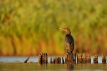 Kormoran ......