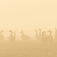 Między jawą a snem.