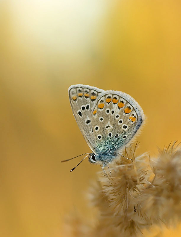 dzafoto - .... . Zdjęcie 132906