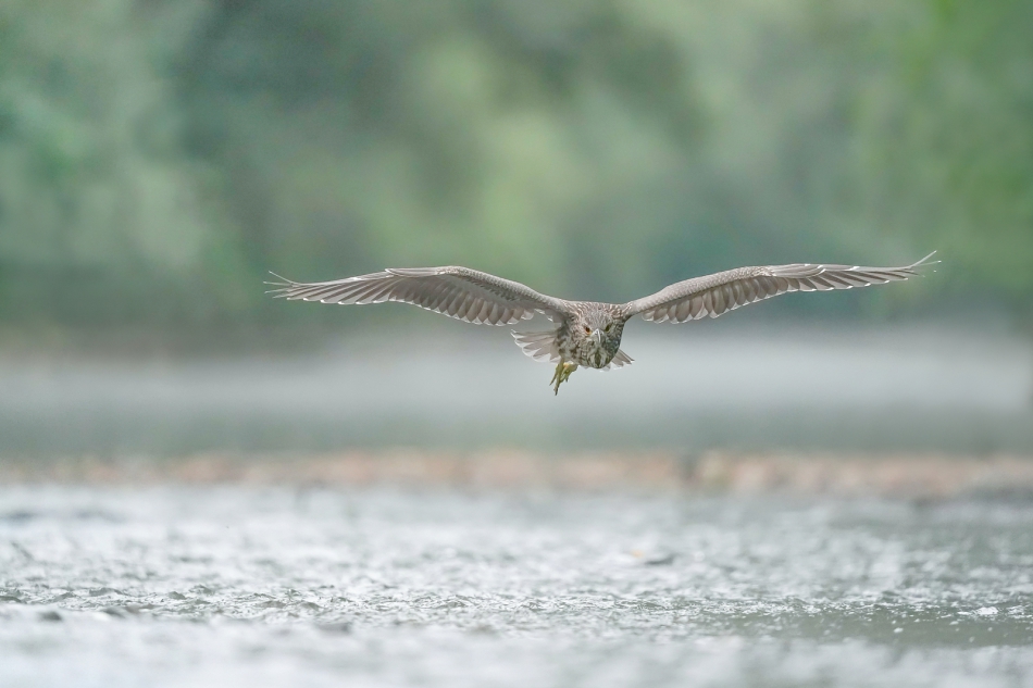 amigamedia - Lot patrolowy,nad rzecznym nurtem. Ślepowron (Nycticorax nycticorax) Przyroda naszego regionu - Skoczów. Sony ILCE-9+Sony SEL200600G FE 200-600mm f/5.6-6.3 G OSS. Przysłona: f/6,3; Czas ekspozycji: 1/640 s; ISO: 4000; Ogniskowa: 600 mm.. Zdjęcie 31672