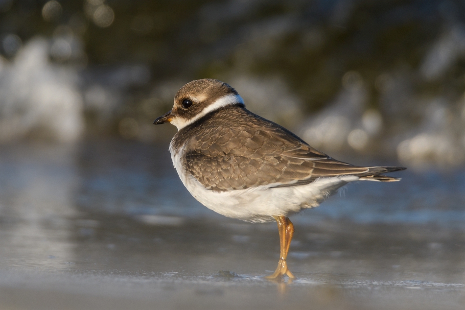 tomeq67 - Sieweczka obrożna.. Zapraszam na PE. Zdjęcie 295017