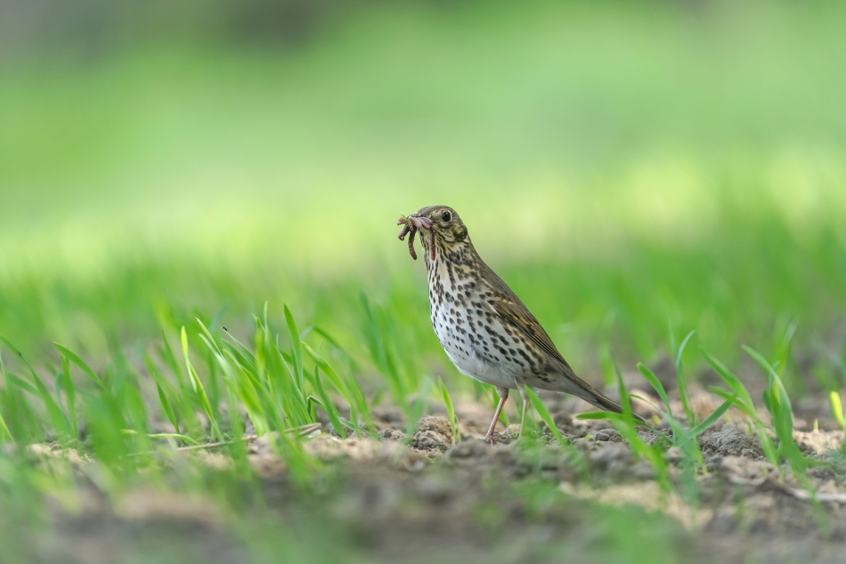 amigamedia - Catering. Drozd śpiewak - Turdus philomelos  . Zdjęcie 315358