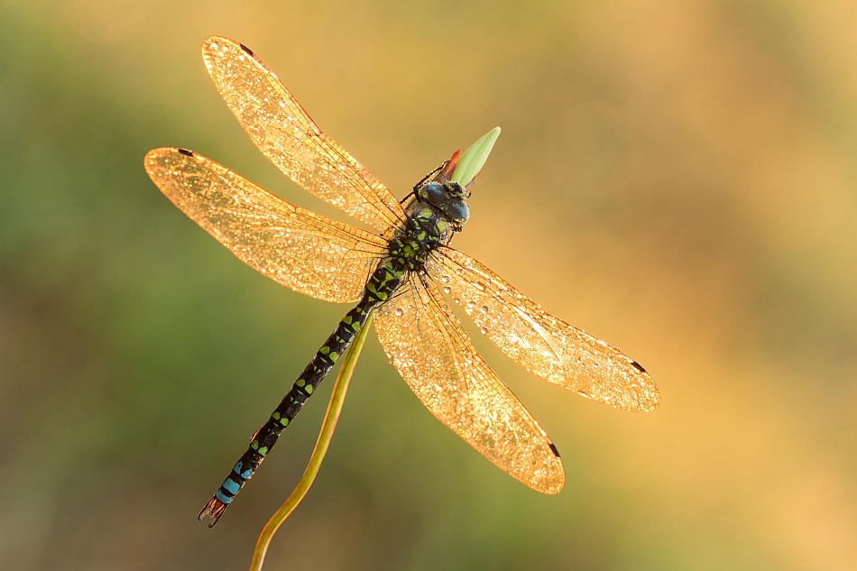 grzegorz - . . Zdjęcie 143400