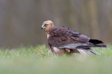 Błotniak stawowy 
