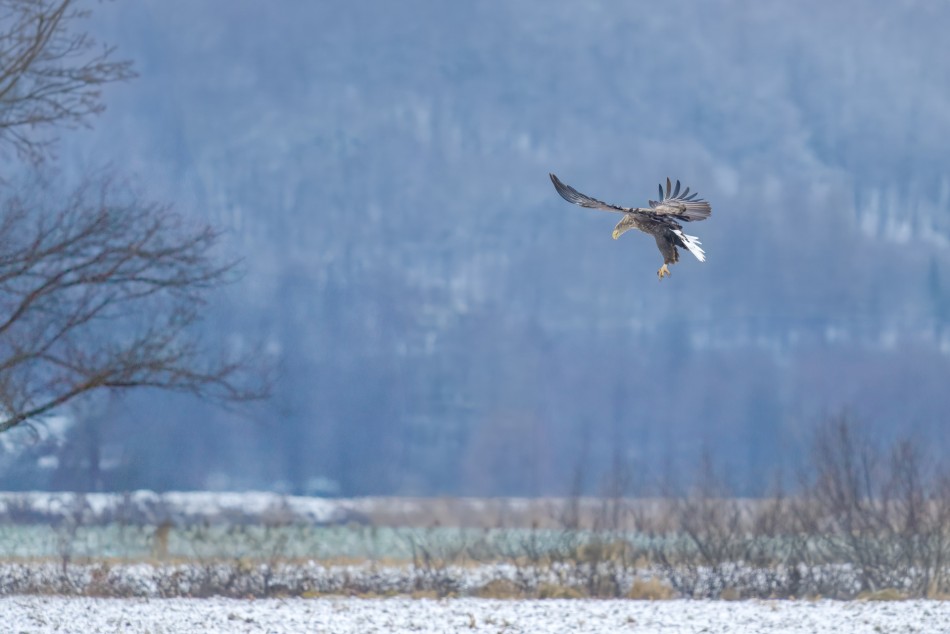 amigamedia - Zimy czas. . Zdjęcie 338088