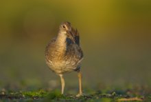 Clapper Rail ( Rallus l...