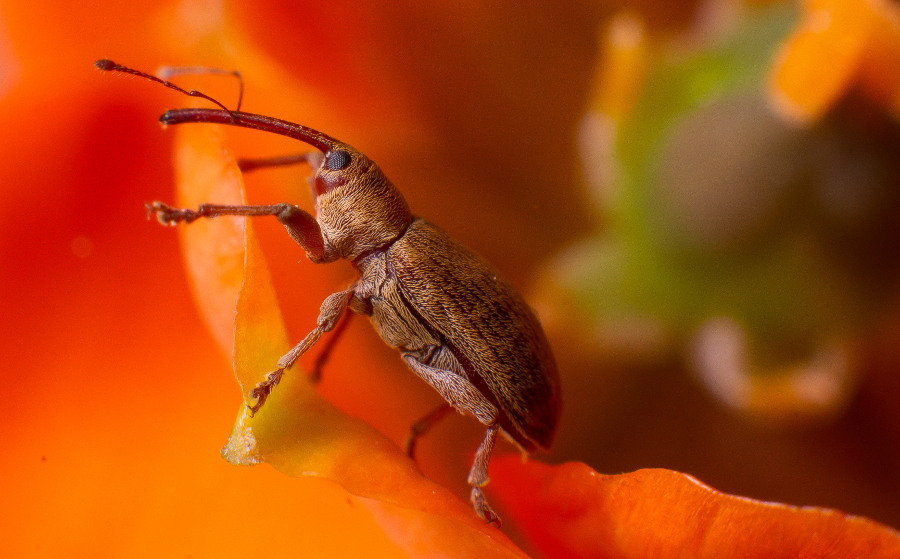 bystrzak - .. . Zdjęcie 77273