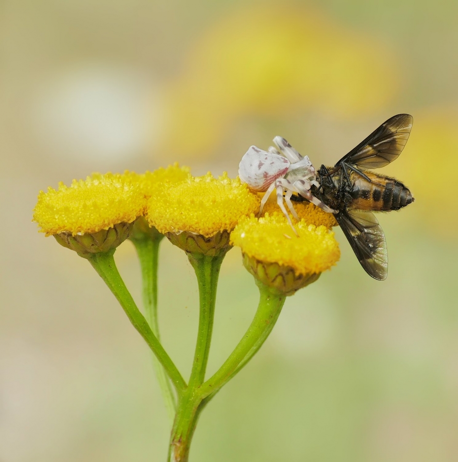 keni - Kwietnik (Misumena vatia) w akcji. . Zdjęcie 325699