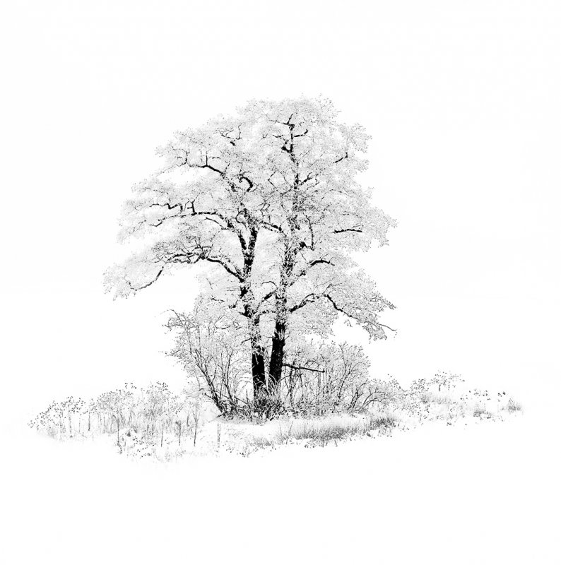 White. . Zdjęcie 22155