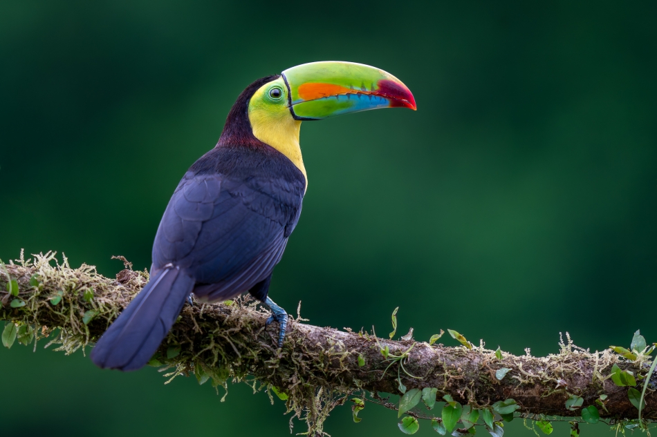 Lilen - Tukan tęczodzioby. Najbardziej rzucającym się w oczy elementem w wyglądzie Tukana tęczodziobego (Ramphastos sulfuratus) jest jego ogromny, kolorowy dziób o długości około 15 cm, stanowiący około jednej trzeciej całkowitej długości ptaka. . Z