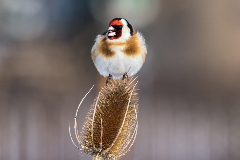 roman53 - . . Zdjęcie 287890