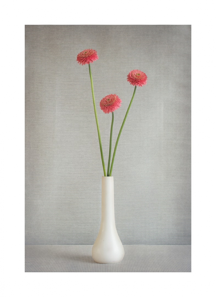 nowikowa - . . Zdjęcie 241249