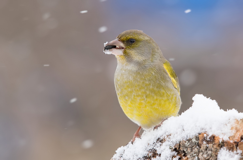 roman53 - Dzwoniec. . Zdjęcie 311729